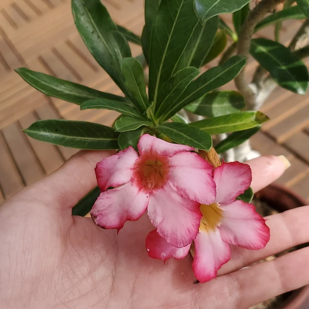 Desert Rose -large - Picture 3 of 4